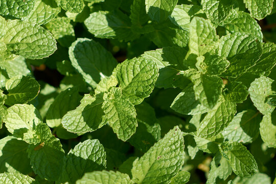 hortel&atilde; menta