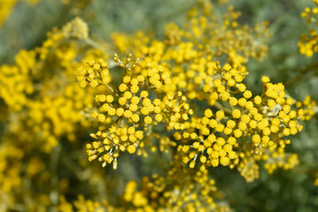 Italian everlasting flowers