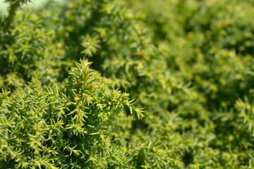 Japanese cedar Twinkle Toes