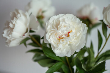Photo of white fluffy peonies on white background
