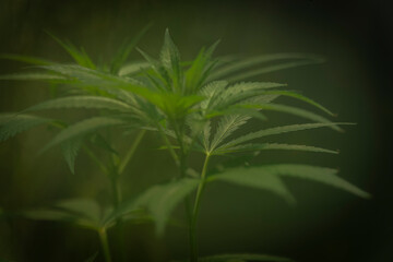 Young Matanuska tundra variety of marijuana flower in greenhouse with fog