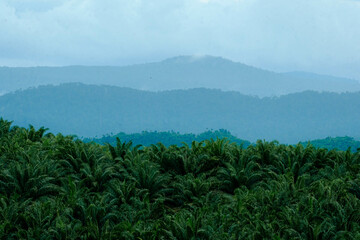 Oil palm plantations scenery in Rompin, Pahang, Malaysia with selective focus applied.