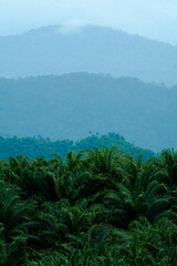 Fototapeta na wymiar Oil palm plantations scenery in Rompin, Pahang, Malaysia with selective focus applied.