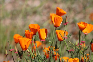 San Francisco Coast in the Spring