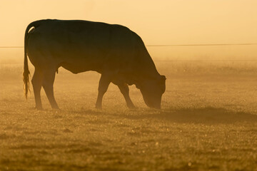 Fototapeta na wymiar cows grazing in a field