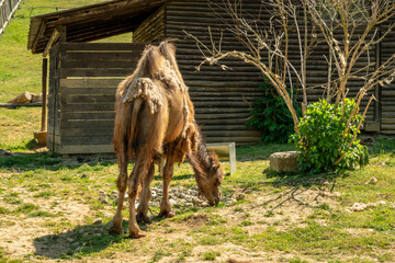 A camel with two humps performs its daily activities