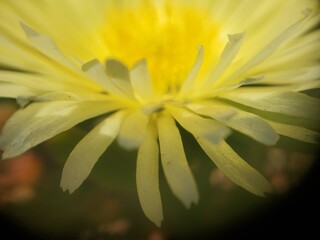 Pacific Coast in the Springtime, San Francisco
