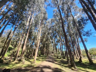 trees in the forest