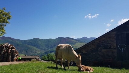 Vaca con una ternera en una aldea de Galicia