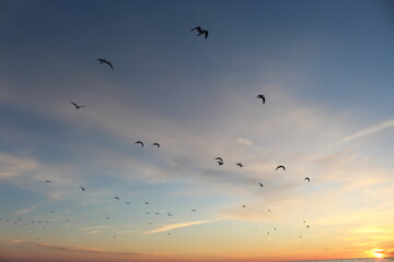Fototapeta premium birds in the sky