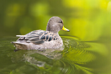 A Yellow-Billed Teal (Anas flavirostris) swimming in a lake with green reflections.