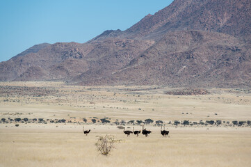 Fototapeta na wymiar Ostriches in front of the Brandberg mountain in Namibia Africa