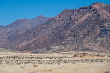 Fototapeta na wymiar Springbok in front of the Brandberg mountain in Namibia Africa