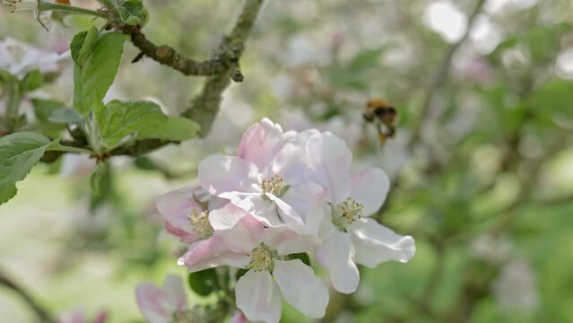 6 clips of bumblebees taking off from pink apple blossoms -  slow-motion