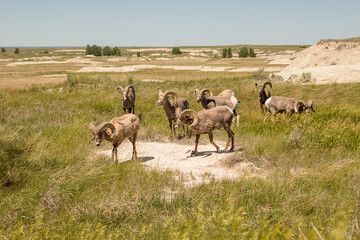 Naklejka na ściany i meble Big horned sheep herd walking and eating on prairie grass at Badlands National Park in South Dakota