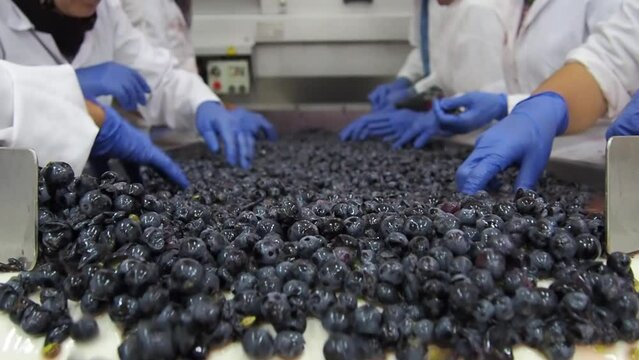Close up women hands weeding grapes