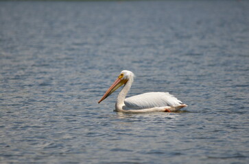 Fototapeta na wymiar American white pelican along the shore of Lake Ontario in Oshawa, Ontario, Canada. June/2022