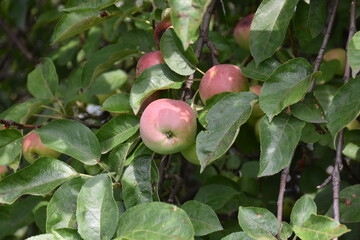 apples on a branch