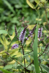 aromatic, background, beautiful, beauty, bloom, blooming, blooming flowers, blossom, blue, botanical, botany, closeup, color, colorful, countryside, ecology, field, flora, floral, flower, fragrant, fr