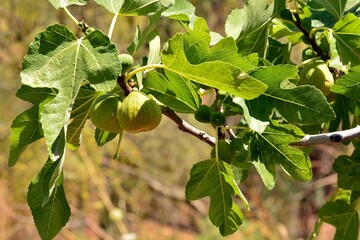 Fototapeta premium Detalle de los frutos de la higuera, ficus carica, en su árbol en verano