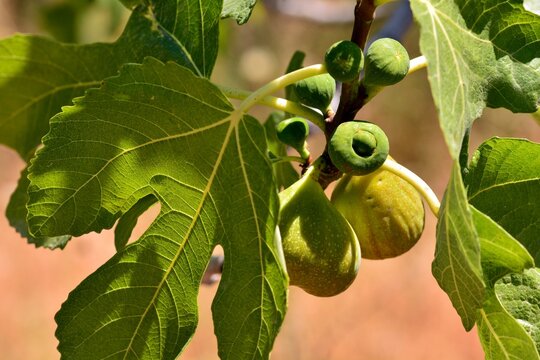 Detalle de los frutos de la higuera, ficus carica,   en su &aacute;rbol en verano