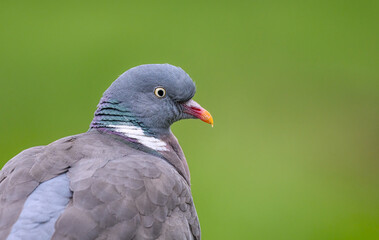 A common wood pigeon, Columba palumbus, a close-up head portrait, Germany