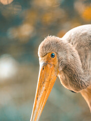 The yellow-billed stork african bird - ibis nesyt in golden hour.
