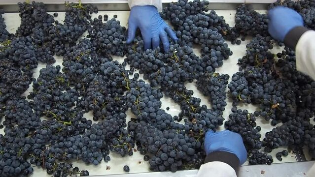 Winery processed