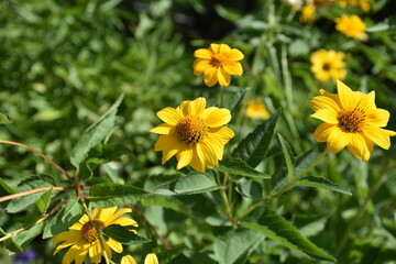 aromatic, background, beautiful, beauty, bloom, blooming, blooming flowers, blossom, blue, botanical, botany, closeup, color, colorful, countryside, ecology, field, flora, floral, flower, fragrant, fr