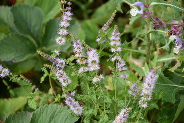 aromatic, background, beautiful, beauty, bloom, blooming, blooming flowers, blossom, blue, botanical, botany, closeup, color, colorful, countryside, ecology, field, flora, floral, flower, fragrant, fr