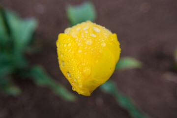 Raindrops, dew drops on flowers, on leaves, on a snail crawling on a leaf, on yellow tulips. Close-up.