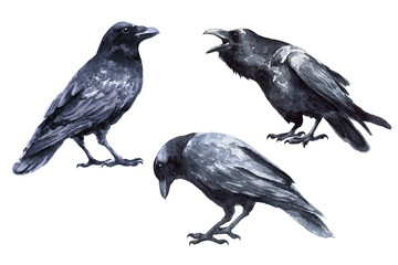 Three black birds raven isolated on white background. Watercolor drawing. Corvus corax - 514059828