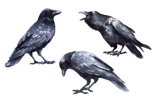 Three black birds raven isolated on white background. Watercolor drawing. Corvus corax