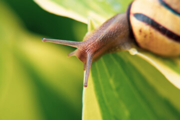 Raindrops, dew drops on flowers, on leaves, on a snail crawling on a leaf, on yellow tulips. Close-up.