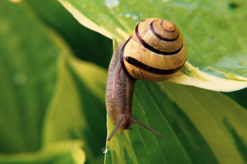 Raindrops, dew drops on flowers, on leaves, on a snail crawling on a leaf, on yellow tulips. Close-up.