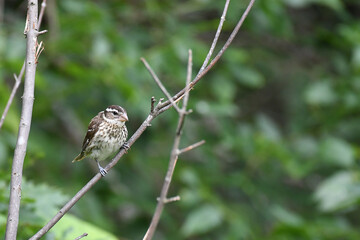Red-bellied woodpecker female perched on a branch
