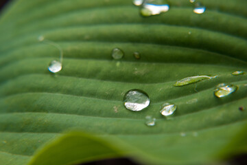 Raindrops, dew drops on flowers, on leaves, on a snail crawling on a leaf, on yellow tulips. Close-up.