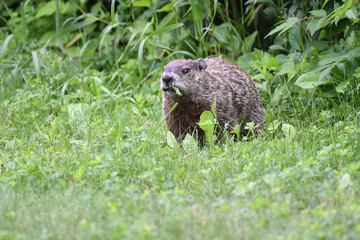 Groundhog in the grass