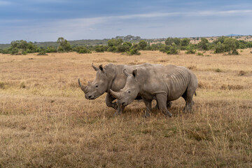 Fototapeta premium White Rhinoceros Ceratotherium simum Square-lipped Rhinoceros at Khama Rhino Sanctuary Kenya Africa.