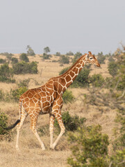 Giraffe in front Amboseli national park Kenya masai mara.(Giraffa reticulata) sunset.
