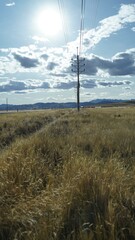 wheat field on a warm day with light poles
