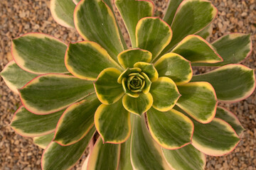 Succulents. Top view of Aeonium sunburst, also known as Copper pinwheel, big rosette of green, yellow and red leaves.