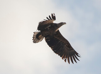 Seeadler im Anflug