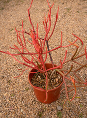 Exotic succulent plants. Closeup view of sculptural Euphorbia tirucalli, also known as Indian tree...