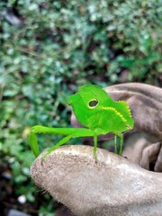 chameleon on a branch