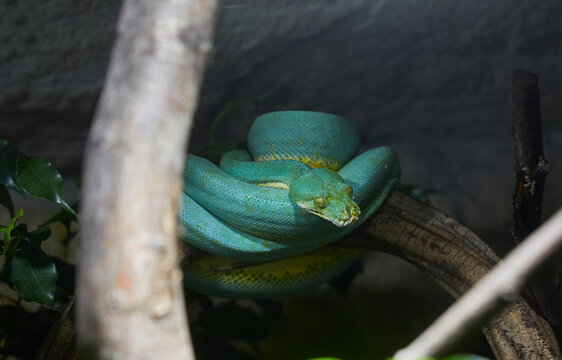 Beautiful green tree python in jungle, close up.