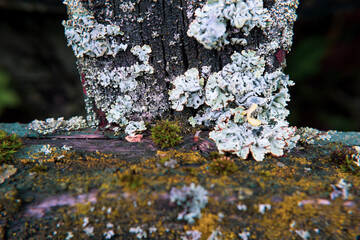 Moss, lichens close-up on an old fence and slate