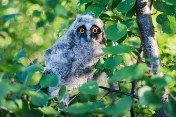 Owl chick in the green foliage of trees