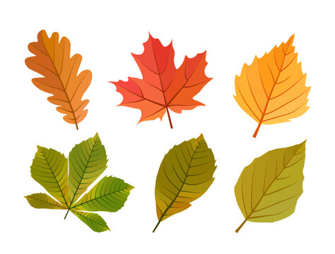 Set of autumn leaves cartoon vector illustration. Six fall red, yellow, green, orange leaves. Birch, maple, oak, chestnut. On white background