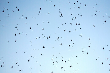 Exposed blue sky full of birds flying overhead